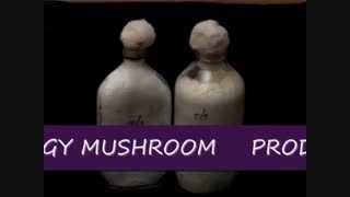 روشهای کشت قارچ صدفی----------------(کوثرپردازwww.kowsarpardaz.com)