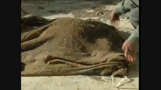 فناوری کشت قارچ دکمه ای و صدفی----------------(کوثرپردازwww.kowsarpardaz.com)