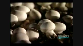 مرجع پرورش قارچ خوراکی