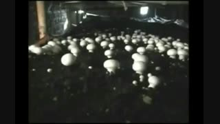 کمپوست قارچ,آموزش قارچ,آموزش تولید قارچ ,آموزش پرورش قارچ ...----------------------(کوثرپردازwww.kowsarpardaz.com)