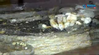 کشت قارچ شیری - به خوشمزگی و طراوت قارچ دکمه ای با امکان تکثیر در شرایط راحت-------(کوثرپردازwww.kowsarpardaz.com)