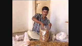 روش کشت و تولید قارچ صدفی---------------------- (کوثرپرداز www.kowsarpardaz.com)