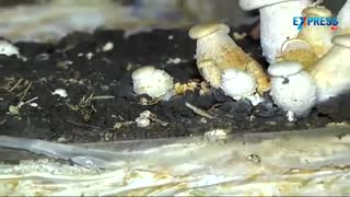 آموزش آسان کاشت قارچ خوراکی در خانه---------------------- (کوثرپرداز www.kowsarpardaz.com)