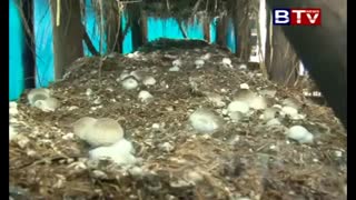 آموزش گام به گام کشت قارچ خوراکی به صورت ویدئویی---------------------- (کوثرپرداز www.kowsarpardaz.com)