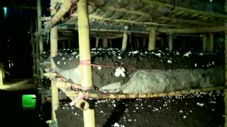 کاشت و پرورش قارچ خوراکی در خانه---------------------- (کوثرپرداز www.kowsarpardaz.com)