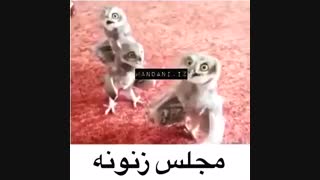 حرف زدن خانوما