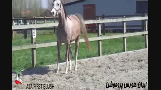 کره اسب قهرمان جهان