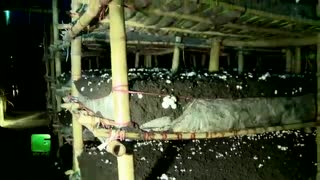 پرورش قارچ خوراکی در منزل ---------------------- (کوثرپرداز www.kowsarpardaz.com)