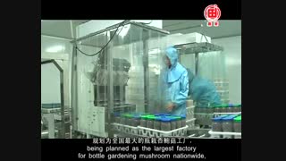 تولید قارچ در مقیاس صنعتی----------------- (کوثرپرداز www.kowsarpardaz.com)