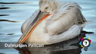 10 تا از بزرگترین حیوانات جهان