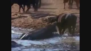 کشتار در برکه ی آب !