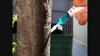 تزریق در تنه درخت