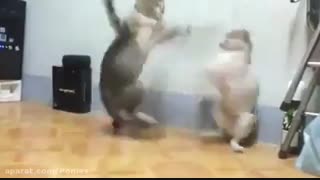 وقتی گربه ها میخوان دعوا کنن...=))