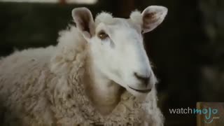 10 تا از باهوش ترین حیوانات