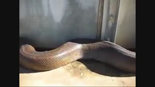 مارفوق العاده ترسناک