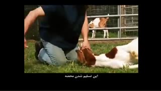 نیم نگاه - تاثیر شگفت آور و باورنکردنی "بسم الله" بر ...گوسفند قربانی !