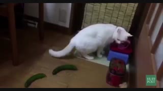 گریه ها از خیار میترسند