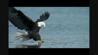 شکار صحنه - لحظه شکار عقاب - آگهی90