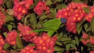 مستند انگلیسی طوطی های باشکوه