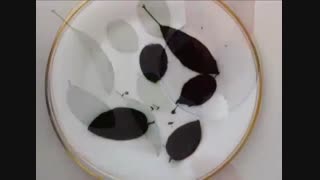 شکل های مختلف شکلاتی برای دیزاین کیک