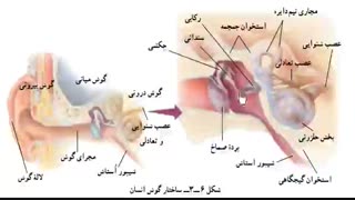 تدریس ساختمان گوش انسان