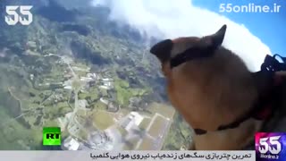 تمرین چتربازی سگ‌های زنده‌یاب نیروی هوایی کلمبیا