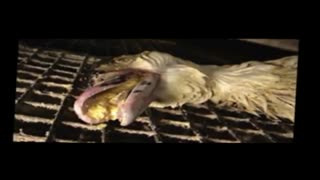 زندگی به سبک آخرالزمان ۰۹_غذا