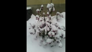 وقتی برف اومد