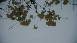 موزیک ویدیویی از Ku hye sun به نام  A Day Without Sound