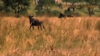 تلاش برای بقا شکار در حیا ت وحش./راز ...