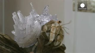 خانه تازه خرچنگ گوشه گیر در کاخ سه بعدی