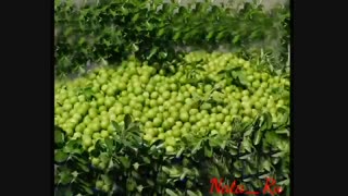 سریال چکاوک