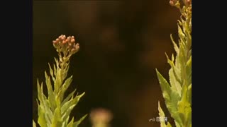مستند غول های عصر یخبندان با دوبله فارسی - آخرین غول ها