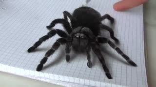 نقاشی سه بعدی عنکبوت