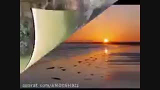 شادمهرعقیلی گل گندم.