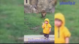 حمله شیرنر به کودک فاصله چند سانتیمتری