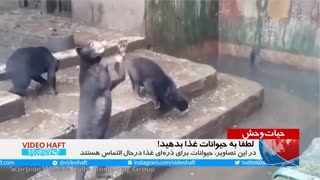 حیوانات گرسنه