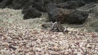 بزمجه در محاصره ی مارها