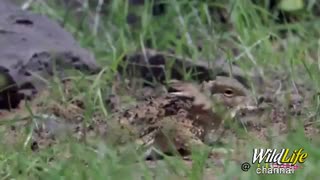 روش های جالب دفاعی مارمولک ها