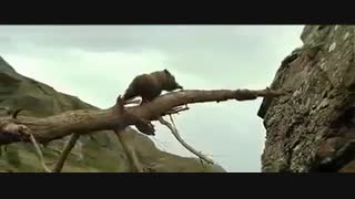 مستند زیبای "هرگز خودتونو نبازید!"(تعقیب و گریز نفس گیر شیر و بچه خرس)