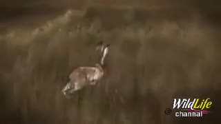 نمایش مرحله به مرحله شکار خرگوش توسط عقاب !