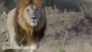 شجاعت باور نکردنی یوز مادر در برابر شیر برای نجات توله هایش