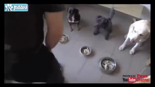 سگهای آموزش دیده و با دیسیپلین!