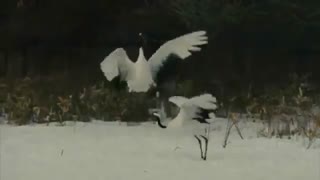 رقص و پایکوبی پرندگان!