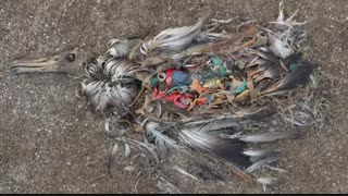 بلایی که زباله ها بر سر حیوانات و موجودات زنده می آورد !