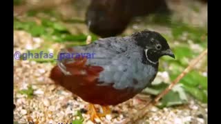 نژاد های بلدرچین در طبیعت