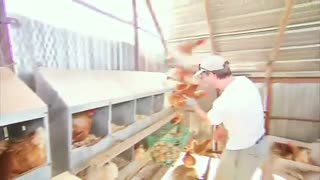 پرورش مرغ بومی بصورت سنتی