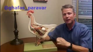 روند تشکیل تخم در بدن مرغ