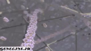 سفر به اعماق سلول