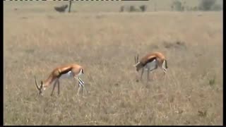 مستند حیات وحش بسیار زیبای کنیا در افریقا(سفر 27 دقیه ای به زیباترین حیات وحش افریقا)